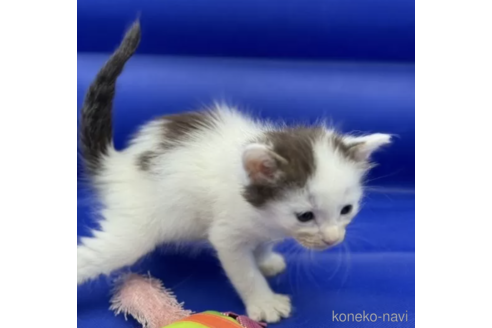 商談中の埼玉県のノルウェージャンフォレストキャット-79692の2枚目